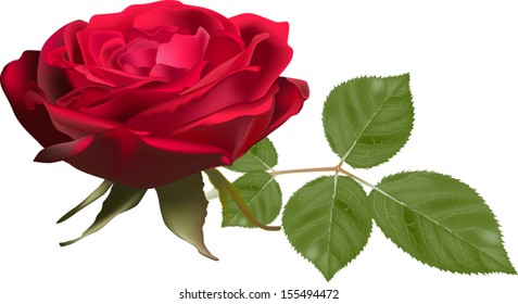 illustration with red rose flower isolated on white background