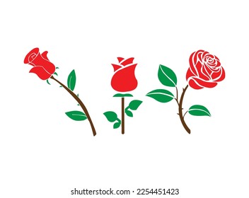 illustration of red rose. red rose flower. red rose vector design and clip art.