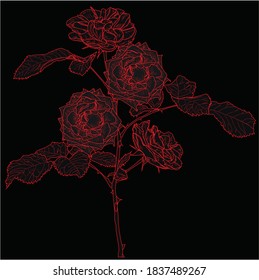 illustration with red rose flowers isolated on black background