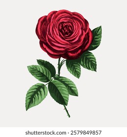 Illustration of a red rose with green leaves. The rose is detailed, with red petals. The green leaves complement the red rose, creating a classic floral image. Vintage flower illustration, vector.