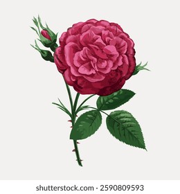 Illustration of a red rose with green leaves and buds. The rose is detailed, showcasing its petals and thorns. A classic floral design featuring a red rose. Vintage botanical illustration vector.