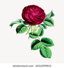 Illustration of a red rose with green leaves. The rose is detailed, with vibrant red petals. Green leaves surround the rose, enhancing its vivid red color. Vintage flower illustration vector.
