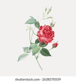 Illustration of a red rose with green leaves. The rose is in full bloom, surrounded by buds. Detailed rose petals and leaves create a realistic floral design. Vintage art illustration vector.