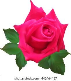 illustration with red rose isolated on white background