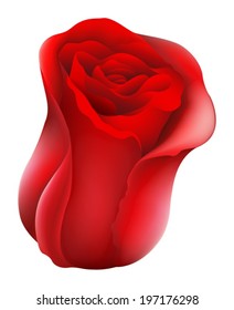 Illustration of a red rose on a white background