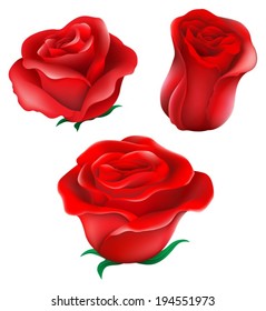 Illustration of the red roses on a white background