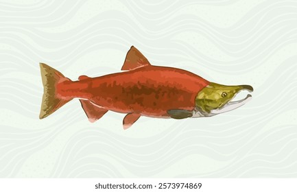 Illustration of a red salmon on a white background with stripes.