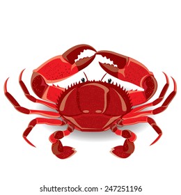 illustration red sea crab with claws. Vector