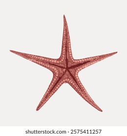 Illustration of a red starfish with five arms on a plain background. Starfish design shows texture and detail. Starfish image ideal for marine-themed projects. Vintage animal illustration, vector.