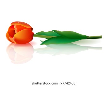 illustration of a red tulip on the mirror surface