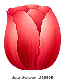 Illustration of a red tulip on a white background