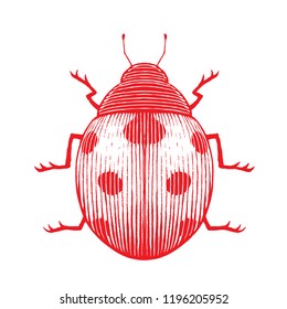 Illustration of Red Vectorized Ink Sketch of Ladybug isolated on a White Background