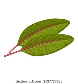 Illustration of red veined sorrel leaves, scientific name Rumex sanguineus, isolated on white background.