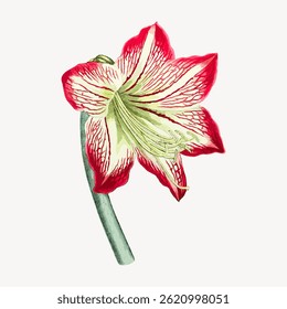 Illustration of a red and white amaryllis flower with green stem. The amaryllis flower features vibrant red petals and white accents. Elegant amaryllis design. Vintage flower illustration vector.