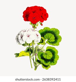 Illustration of red and white geranium flowers with green leaves. Botanical art of geraniums, showcasing vibrant red and white petals and lush green foliage. Vintage flower illustration vector.