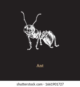 Illustration of Red Wood Ant on black background. Drawn insect in engraving style. Sketch in vector.