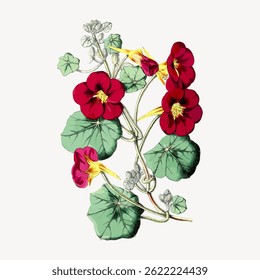 Illustration of red and yellow flowers with green leaves. Botanical art with vibrant red petals. Detailed flower drawing with red, yellow, and green colors. Vintage flower illustration vector.