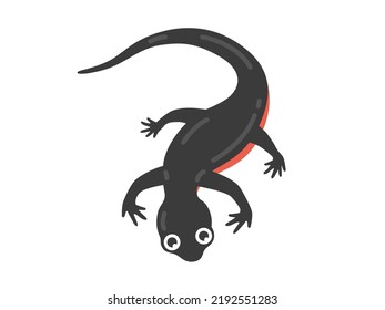 An Illustration Of A Red-bellied Newt Creature.