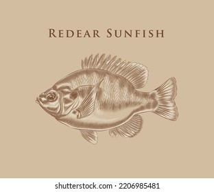 Illustration Of Redear Sunfish With Details And Highlights.