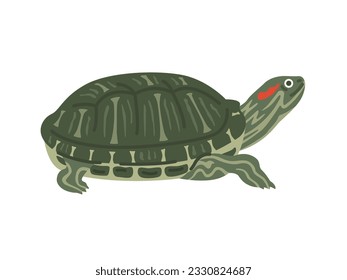 Illustration of a red-eared slider.