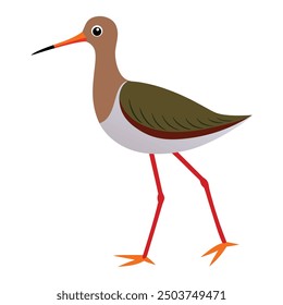 Illustration of Redshank bird on white