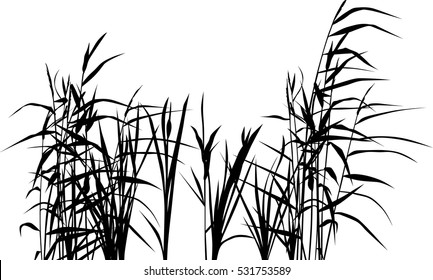 illustration with reed silhouettes isolated on white background