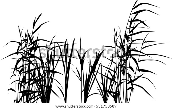 Illustration Reed Silhouettes Isolated On White Stock Vector (Royalty ...