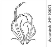 Illustration of reeds in doodle style. Marsh grass, sedge. Black and white vector, graphics. Plant near swamp and lake..