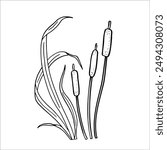 Illustration of reeds in doodle style. Marsh grass, sedge. Black and white vector, graphics. Plant near swamp and lake..