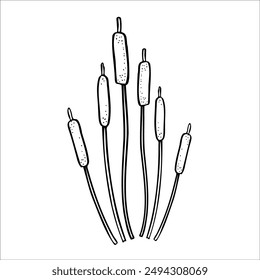 Illustration of reeds in doodle style. Marsh grass, sedge. Black and white vector, graphics. Plant near swamp and lake..