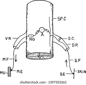 Illustration Of The Reflex Action Of An Animal Vintage Line Drawing Or Engraving Illustration.