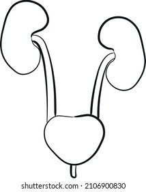  ilustración del sistema renal