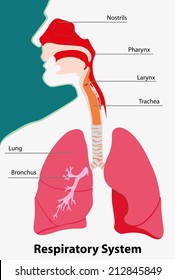 Ilustración que representa la anatomía del sistema respiratorio vertebrados terrestres 