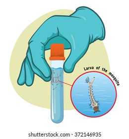 Illustration representing a hand holding a bottle with stilt mosquito larvae collected to make a battery of laboratory tests