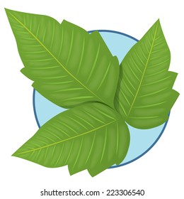 Illustration representing Nature Plant Poison Ivy 