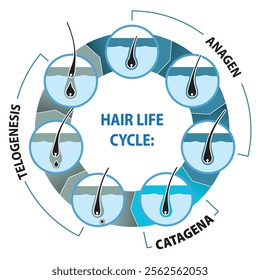 Illustration represents the life cycle of hair. Ideal for institutional and educational materials