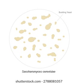 The illustration represents Yeast cell division or Yeast budding observed through a microscope.