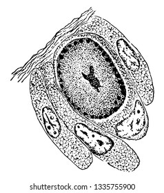 An illustration of the reproduction of an individual Euplotes Harpa by simple division, vintage line drawing or engraving illustration.