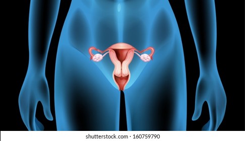 Illustration of the reproductive organ of the female body