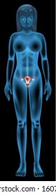 Illustration of the reproductive organ of a woman