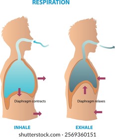 illustration of respiration diagram  - vector