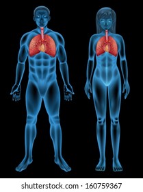 Illustration of the respiratory system