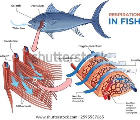 illustration of respiratory system in a fish - vector