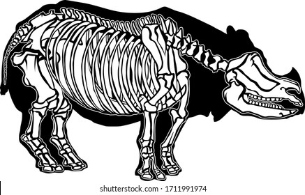 Illustration of a Rhino skeletal system on a white background.