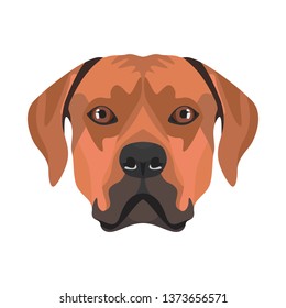 Illustration Rhodesian Ridgeback | For all dog owners. What you love about his dog? Puppy dog ​​eyes, wagging tail, smiling, barking. The Rhodesian Ridgeback is man's best friend.
