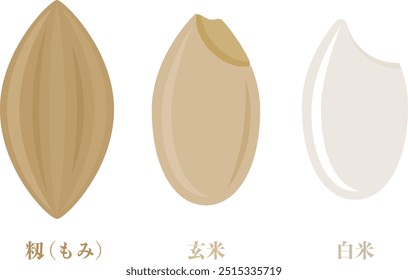 Abbildung der Reiskörner bis zum weißen Reis _momi, brauner Reis, vor dem Mahlen und nach dem Mahlen