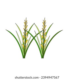 Illustration of Rice Plant Agriculture