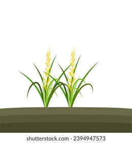 Illustration of Rice Plant Agriculture
