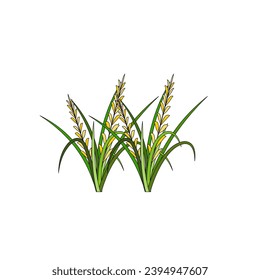 Illustration of Rice Plant Agriculture