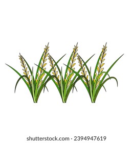 Illustration of Rice Plant Agriculture